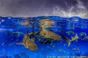 Lots of traffic at the surface after an exciting dive at ... by Steven Anderson 